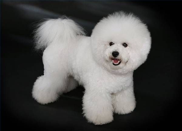 Bichon-friet