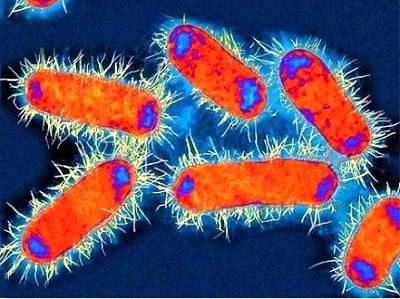 Klimaatverandering leidt tot het verschijnen van dodelijke bacteriën