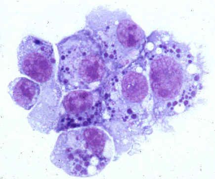 Pathogenen van menselijke anaplasmose (familie Anaplasmataceae)