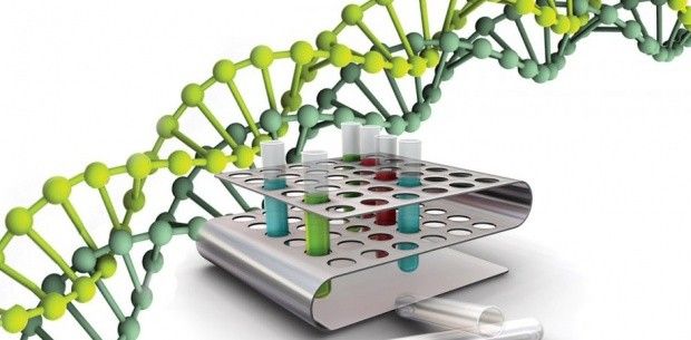 Kunstmatige chromosomen helpen bij het omgaan met erfelijke ziekten