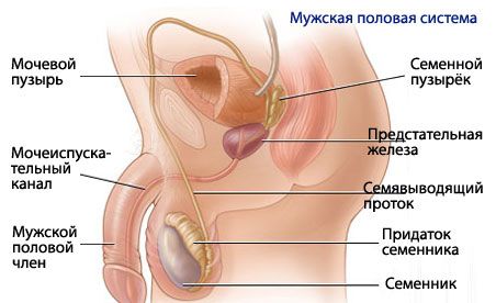 Anatomie en fysiologie van het mannelijke voortplantingssysteem