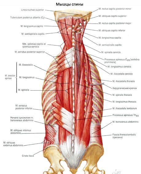 Spieren van de rug
