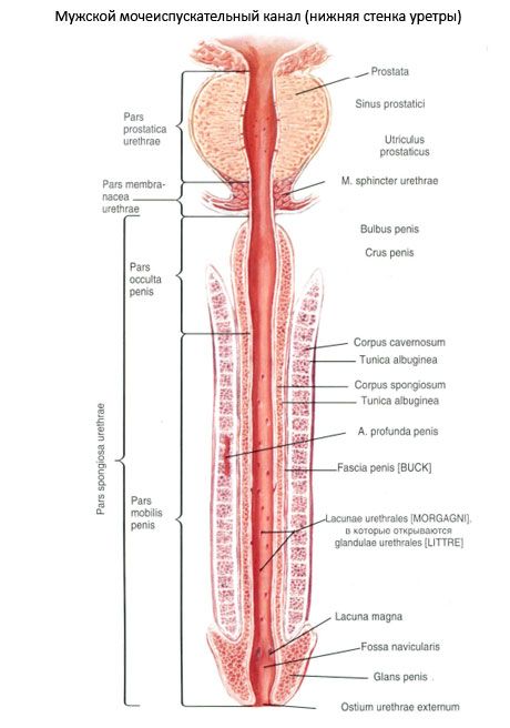 Mannelijke urethra, mannelijke urethra