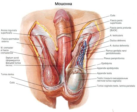 Testikel en scrotum
