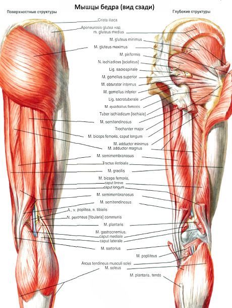 Spieren van het bekken (spieren van de bekkengordel)