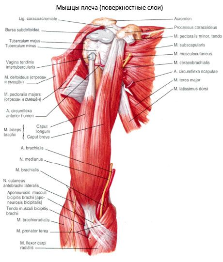 De biceps-arm (schouderbiceps)