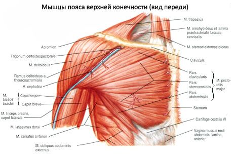 Spieren van de schoudergordel