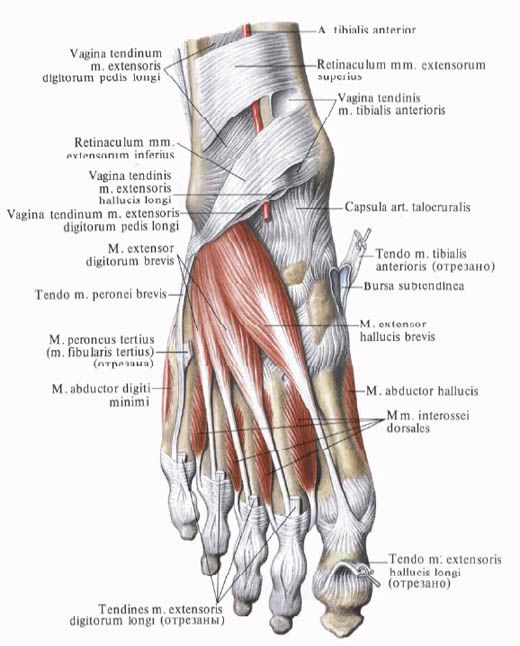 Spieren van de voet