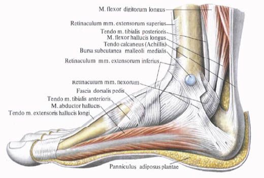 Spieren van de voet