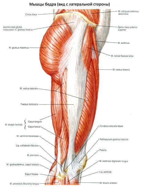 Spieren van het bekken (spieren van de bekkengordel)