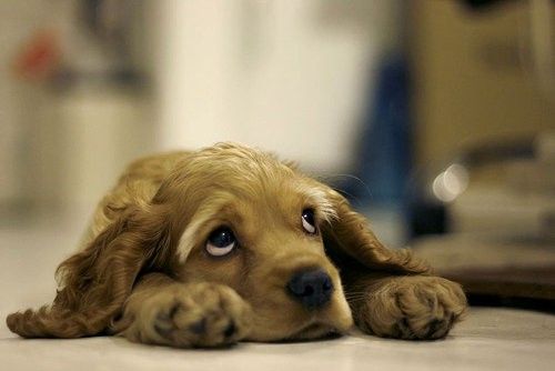 Hondengevoel van verdriet
