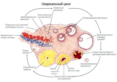 Oogenesis.  Menstruatiecyclus