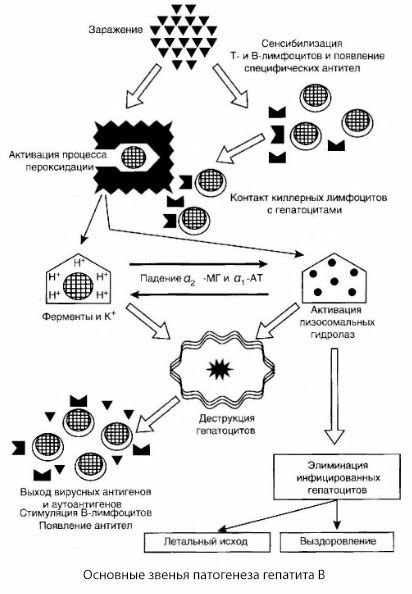 De pathogenese van hepatitis B