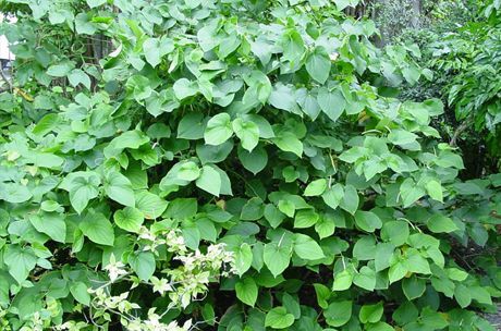 Cava wordt geproduceerd uit de wortel van de struik (Piper methysticum)