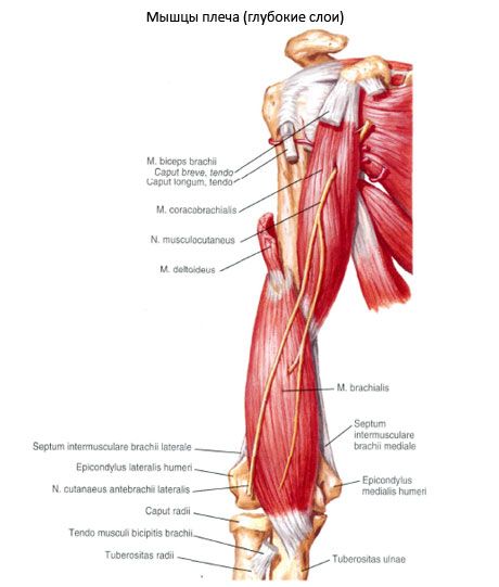 Spieren van de schouder