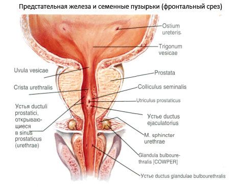 Prostaat (prostaat)