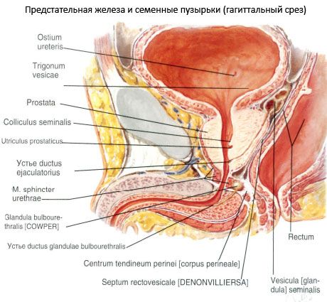 Prostaat (prostaatklier)