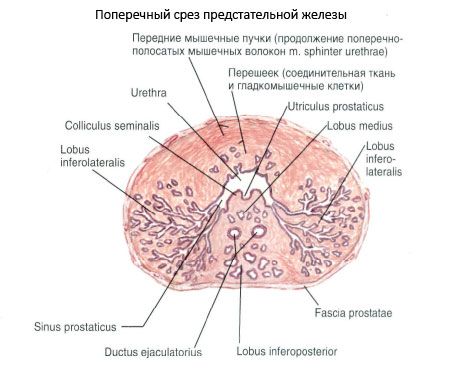 Structuur van de prostaat