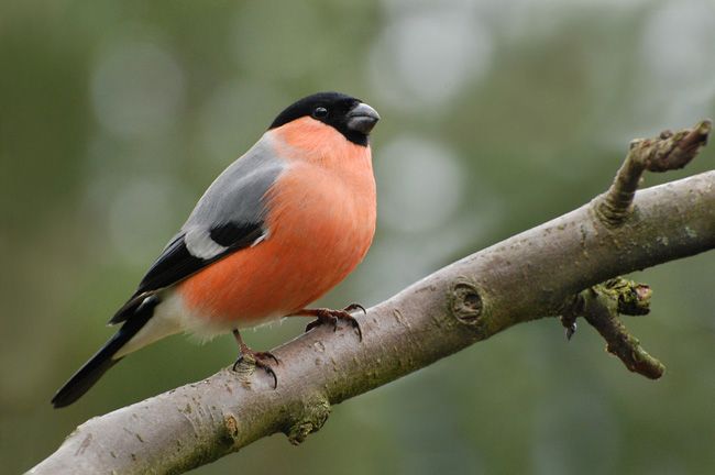 Wetenschappers hebben nagedacht over de voordelen van wilde vogels