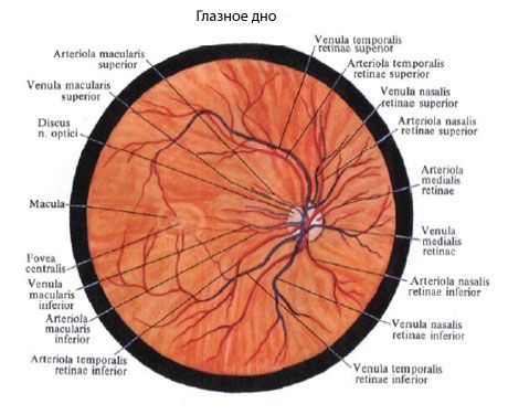 Oculaire bodem