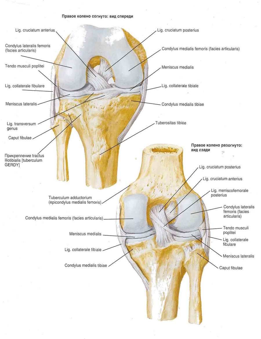 Kniegewricht ligamenten