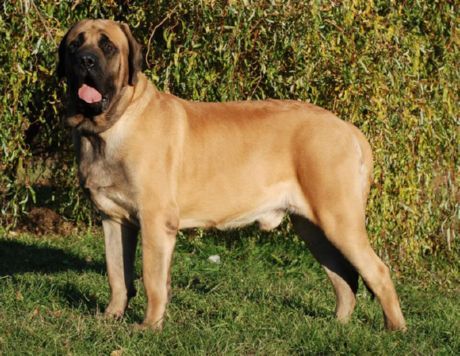 Oude Engelse Mastiff