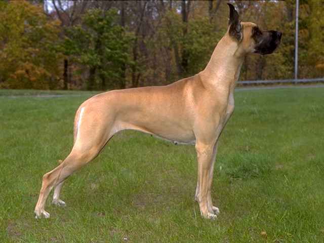 Great Dane