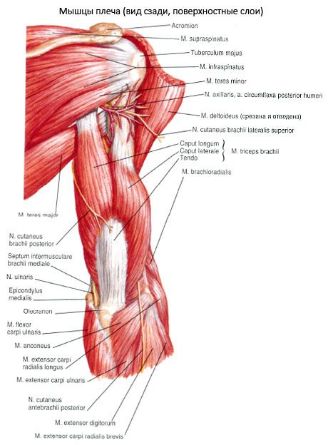 De triceps brachialis spier (triceps pecula)
