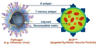 Een complex synthetisch vaccin op basis van DNA-moleculen