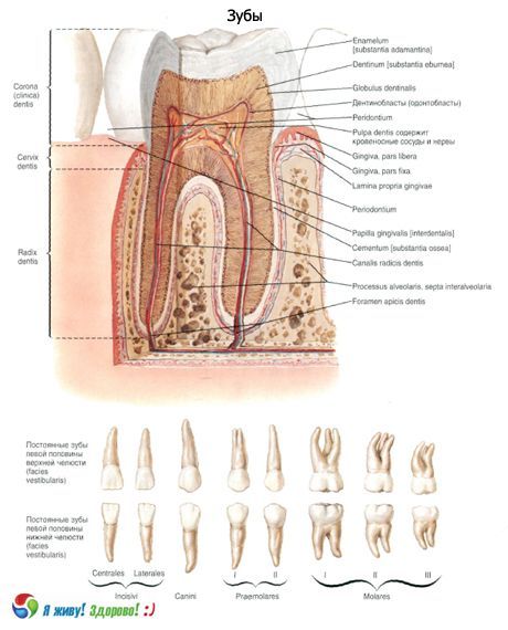 Tanden.  Structuur van de tand