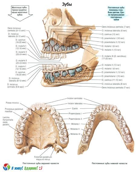Tanden.  Structuur van de tand